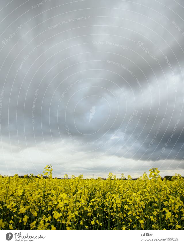 Raps, das war sein letztes Wort Ernte Natur Landschaft Himmel Wolken schlechtes Wetter Unwetter Regen Rapsfeld Feld Hügel Endzeitstimmung Farbfoto