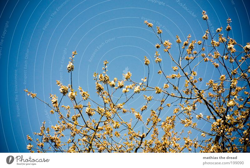 KNOSPEN Umwelt Natur Landschaft Pflanze Wolkenloser Himmel Frühling Schönes Wetter Baum Blüte Grünpflanze Park Blühend Wachstum Duft schön blau Klima Leben