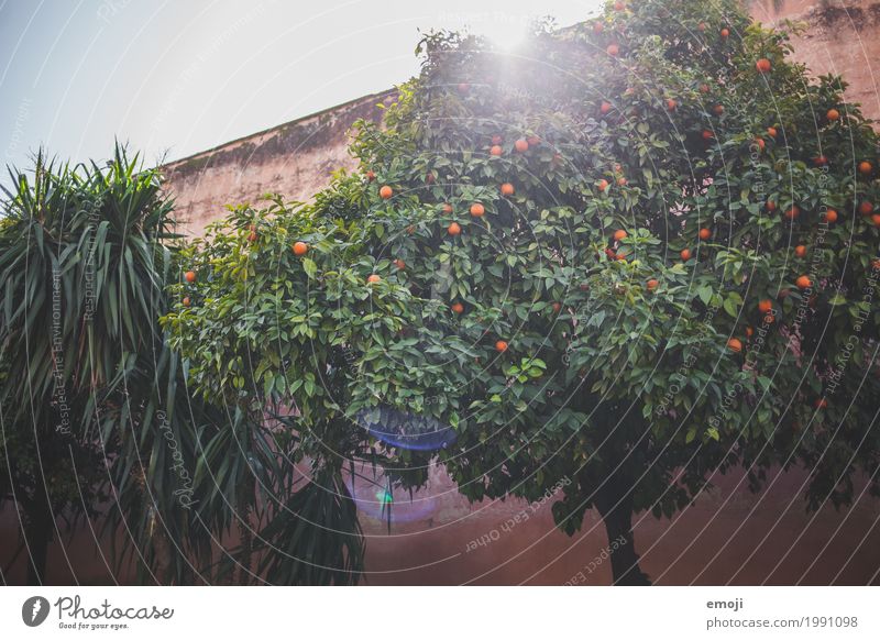 Marokko Umwelt Natur Sommer Schönes Wetter Pflanze Baum natürlich grün Orangenbaum Farbfoto mehrfarbig Außenaufnahme Menschenleer Tag Sonnenlicht Sonnenstrahlen