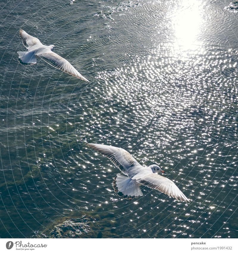 flugbegleiter Urelemente Wasser Schönes Wetter See Tier Wildtier Vogel 2 fliegen Kommunizieren frei Glück Unendlichkeit Tierpaar Bodensee Wellen luftig Schweben