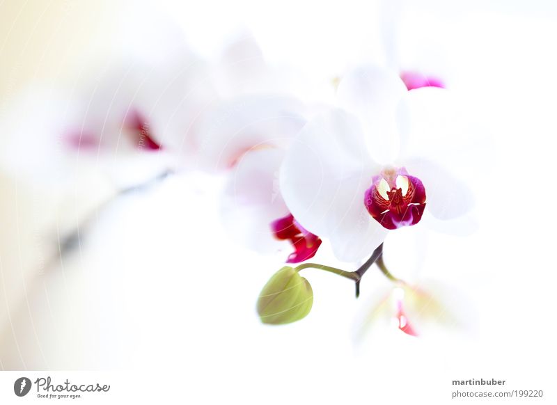 Orchidee Phalaenopsis Hybride Pflanze Blume Blüte Topfpflanze Blühend frisch schön weich violett weiß Reinheit ästhetisch elegant Leichtigkeit lensbaby