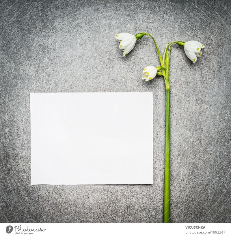Leere weiße Karte mit Maiglöckchen Lifestyle Stil Design Garten Feste & Feiern Muttertag Natur Pflanze Frühling Blume Blatt Blüte Dekoration & Verzierung