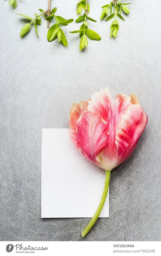 Leere weiße Karte mit Tulpe Lifestyle Stil Sommer Feste & Feiern Valentinstag Muttertag Geburtstag Natur Pflanze Frühling Blatt Blüte Grünpflanze Garten