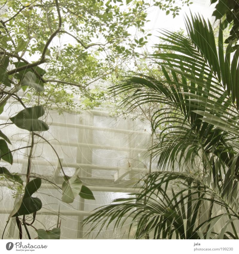 botanic garden [LUsertreffen 04|10] Landwirtschaft Forstwirtschaft Natur Pflanze Wärme Baum Blume Blatt Grünpflanze Wildpflanze Bauwerk Gebäude Garten Fenster