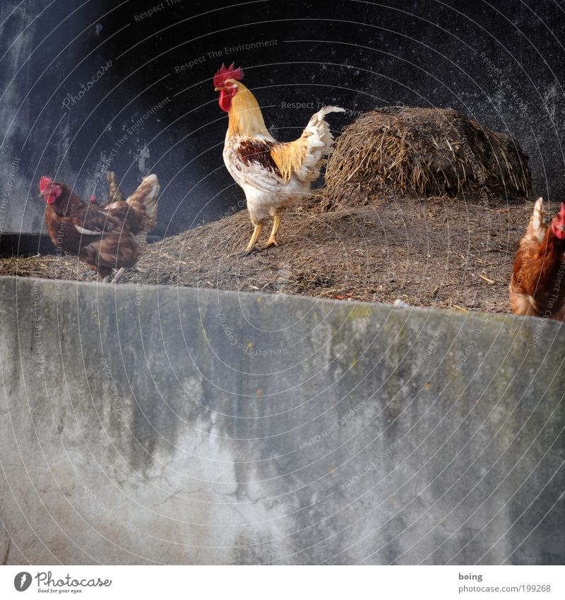 Z & die Zählbande Bioprodukte Ferien auf dem Bauernhof Hofleben Geflügelfarm Natur Nutztier Haushuhn Hahn 4 Tier Rudel Konkurrenz Misthaufen Außenaufnahme