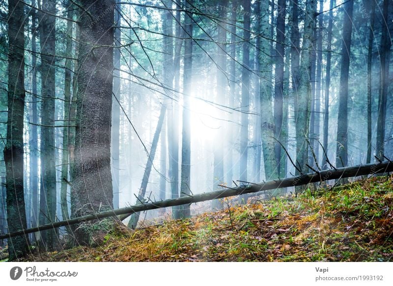 Mysteriöser Nebel im grünen Wald Abenteuer Sonne Tapete Natur Landschaft Sonnenaufgang Sonnenuntergang Sonnenlicht Frühling Sommer Herbst Wetter Baum Sträucher