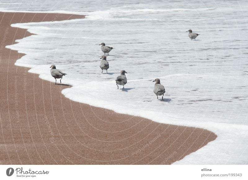 Strandspaziergang Natur Landschaft Sand Wasser Schönes Wetter Küste Nordsee Ostsee Meer Tier Vogel Flügel ästhetisch nass natürlich Sauberkeit Stimmung