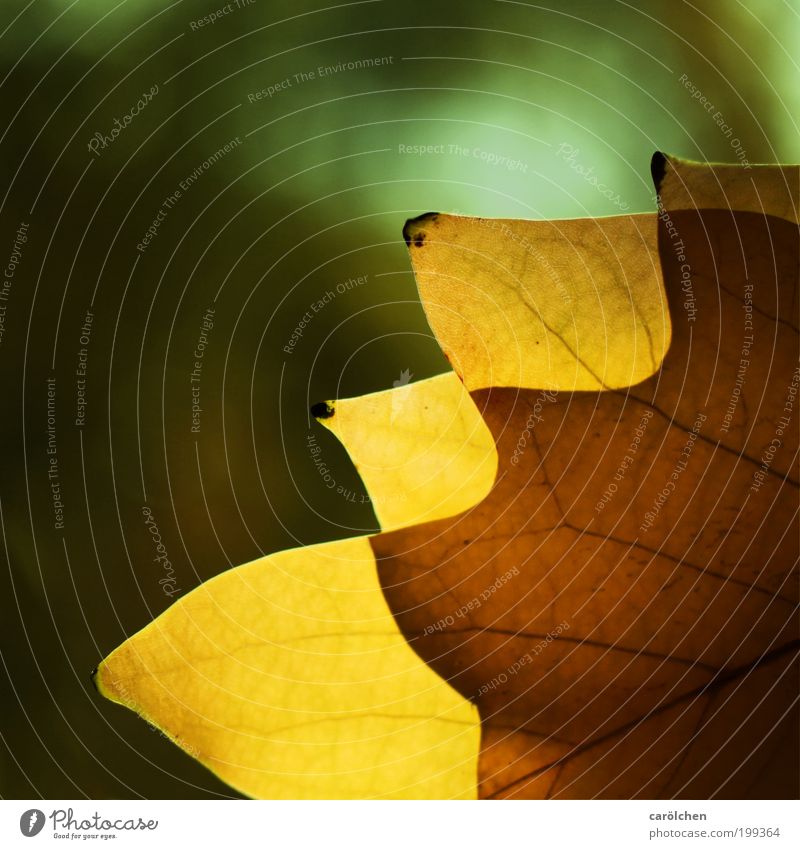 Strukturblatt Natur Sonnenlicht Herbst Schönes Wetter Blatt Park dünn gelb grün überlagert tranzparent durchsichtig durchscheinend Herbstlaub Herbstfärbung
