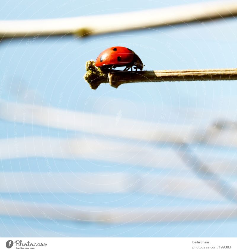 aufn strich gehen... Himmel Pflanze Tier Käfer 1 Mut achtsam Vorsicht Hoffnung Zufriedenheit Ast Marienkäfer Gleichgewicht Punkt rot krabbeln Insekt