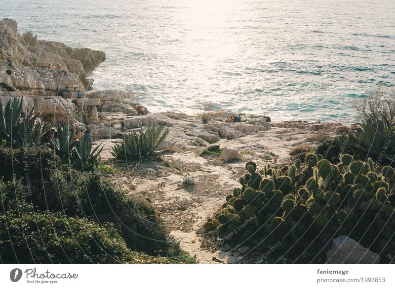 Madrague de Montredon Lifestyle Natur Landschaft Schönes Wetter Felsen Wellen Küste hell Kaktus Mittelmeer Beleuchtung trocken Meer stachelig rau erleuchten