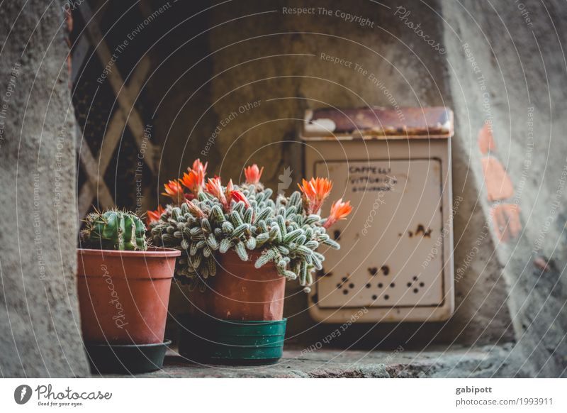 Urban Gardening Natur Stadt Altstadt Fassade Fenster Duft trashig Blume Blumentopf Kaktus Briefkasten Balkonpflanze Italien Schwarzweißfoto Gedeckte Farben