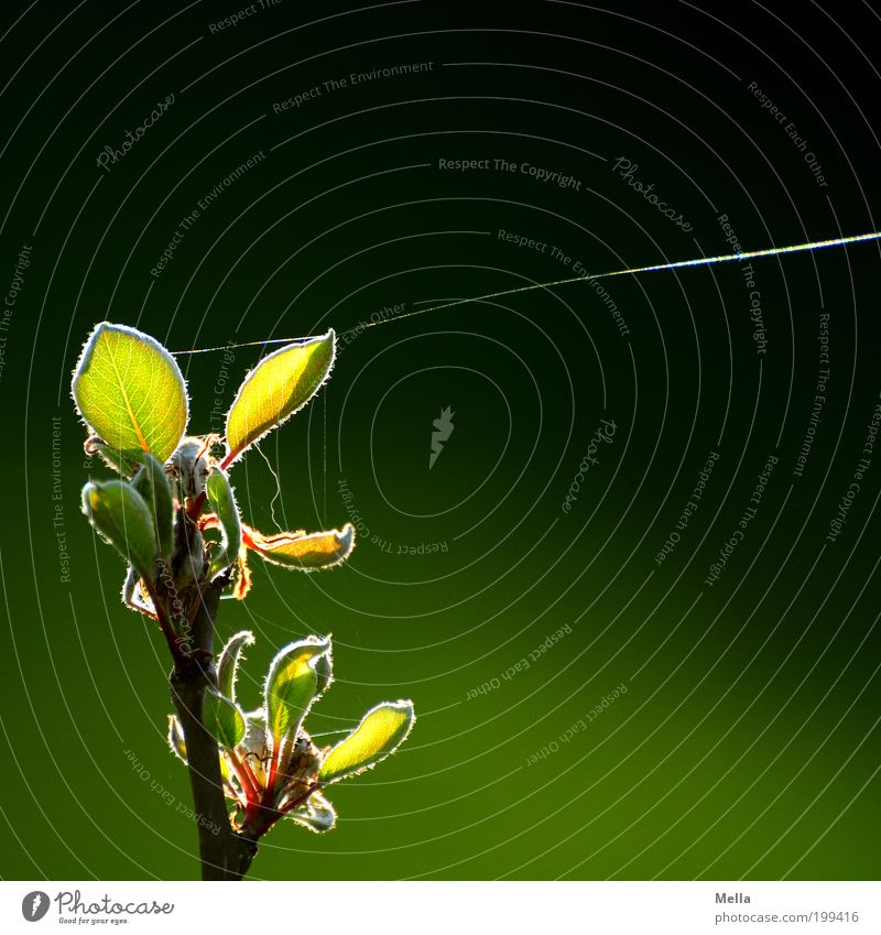 Fest vertäut Umwelt Natur Pflanze Frühling Sommer Baum Blatt Ast Spinnennetz Spinngewebe Spinnfaden Faden leuchten Wachstum dünn nah natürlich grün Stimmung
