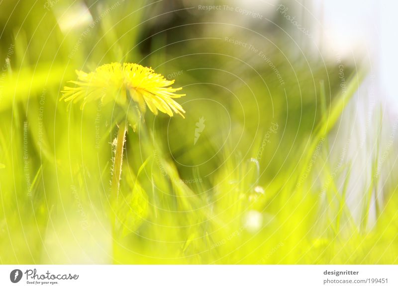 Sonniges Wochenende … Frühling Sommer Klima Wetter Schönes Wetter Wärme Blume Gras Wiese Löwenzahn Garten frech hell schön wild Lebensfreude Frühlingsgefühle