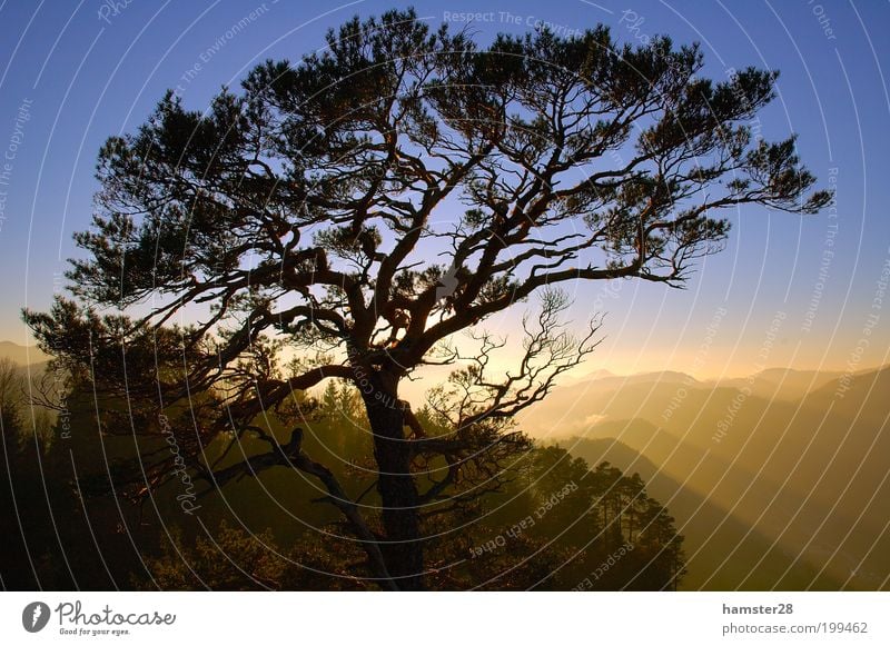 Sonnenuntergang am Gipfel Natur Landschaft Himmel Wolkenloser Himmel Herbst Schönes Wetter Baum Wald Hügel Berge u. Gebirge Zufriedenheit Freizeit & Hobby