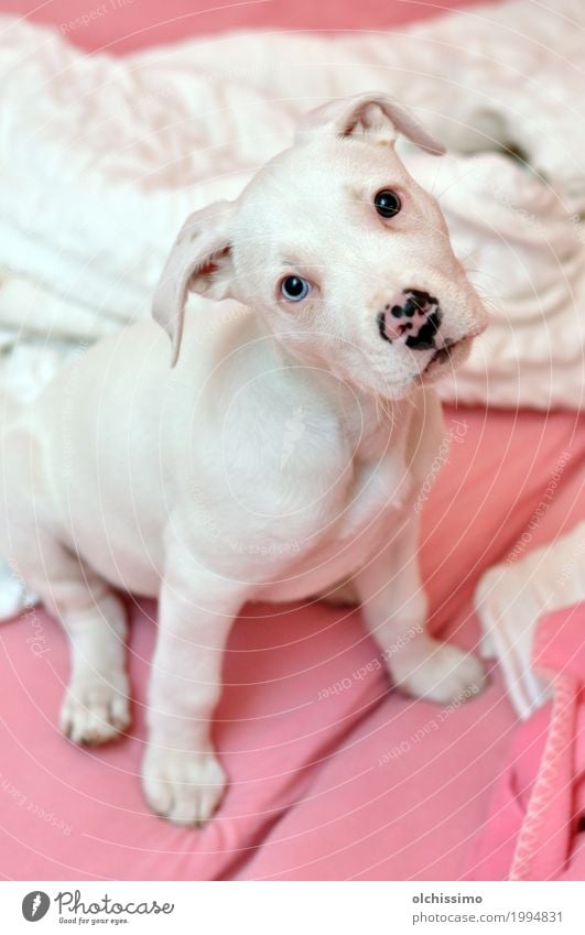 cute pink puppy Tier Hund ein lizenzfreies Stock Foto von Photocase