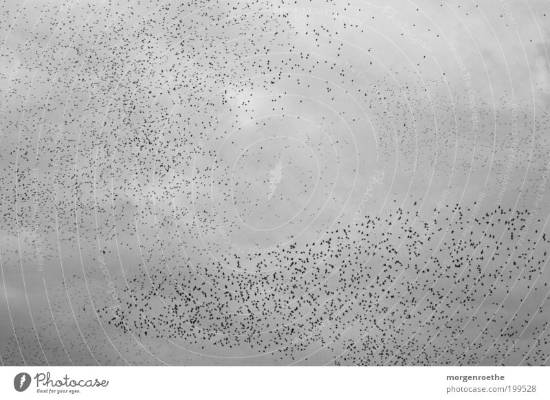 "Balz"-Meeting Winter Tier Luft Himmel Wolken schlechtes Wetter Wind Vogel Tiergruppe Schwarm Brunft fliegen grau schwarz weiß Zusammenhalt Zusammensein viele