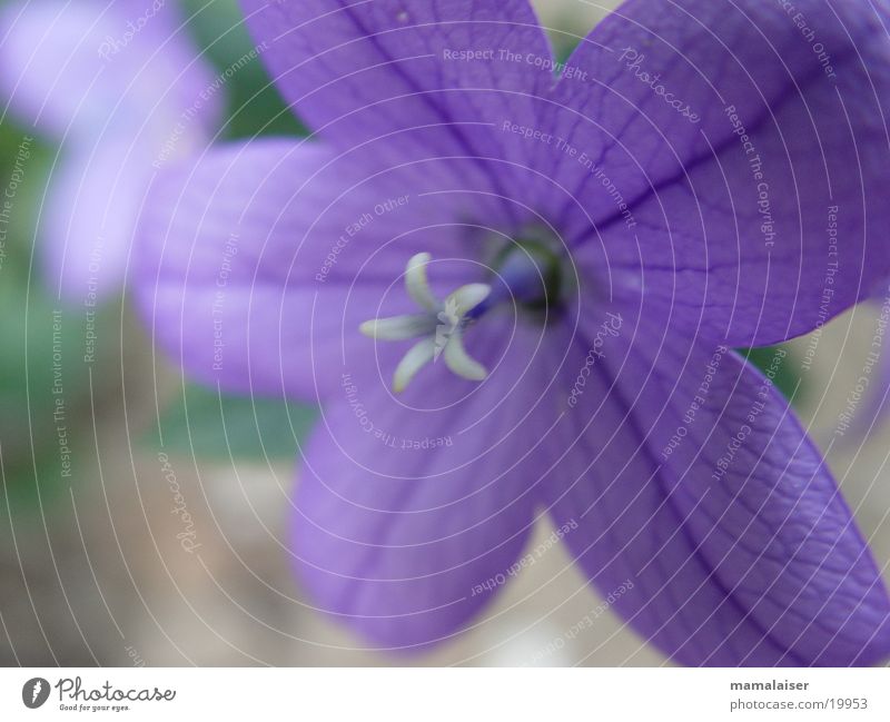 Lila Blüte Blume violett Natur Detailaufnahme Makroaufnahme