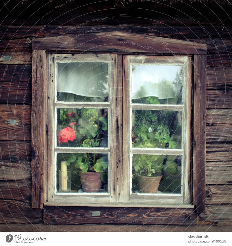Im Kaschubenland Polen Europa Dorf Haus Hütte Fenster alt einfach historisch braun Symmetrie Vergangenheit Fensterscheibe Holz Holzfenster Blume Pelargonie