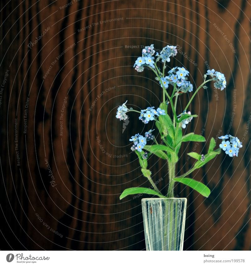 Vergissmeinnicht Häusliches Leben Blume Vergißmeinnicht Innenaufnahme Textfreiraum links Blumenvase blau Holzwand