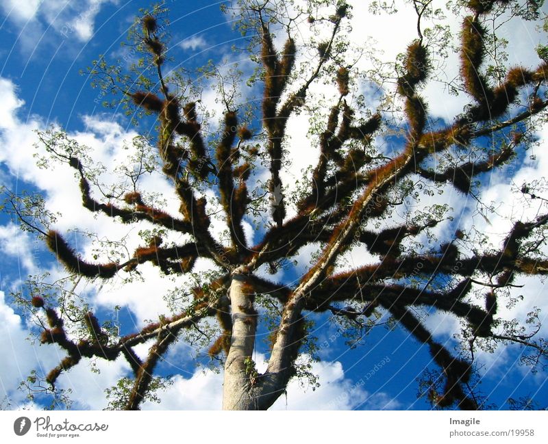 Ceiba Tree Baum Mittelamerika Guatemala