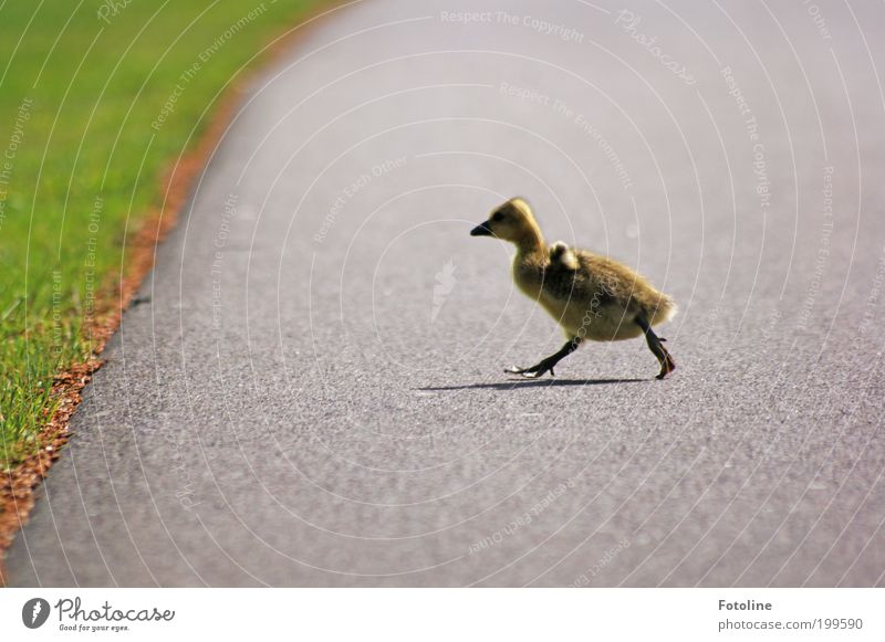 Kleiner Flitzer Umwelt Natur Tier Frühling Schönes Wetter Wärme Gras Park Wildtier Vogel Tierjunges laufen rennen Gans Küken Wege & Pfade Farbfoto mehrfarbig