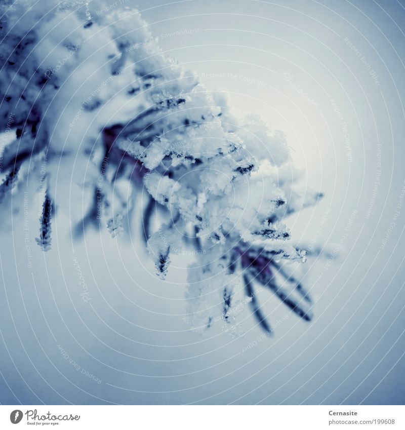 Frostbeulen Natur Pflanze Winter Baum blau weiß Gefühle Stimmung europäische Fichte Trieb einfach Schweden Europa Schnee kalt dunkel Eis Nadeln stechend