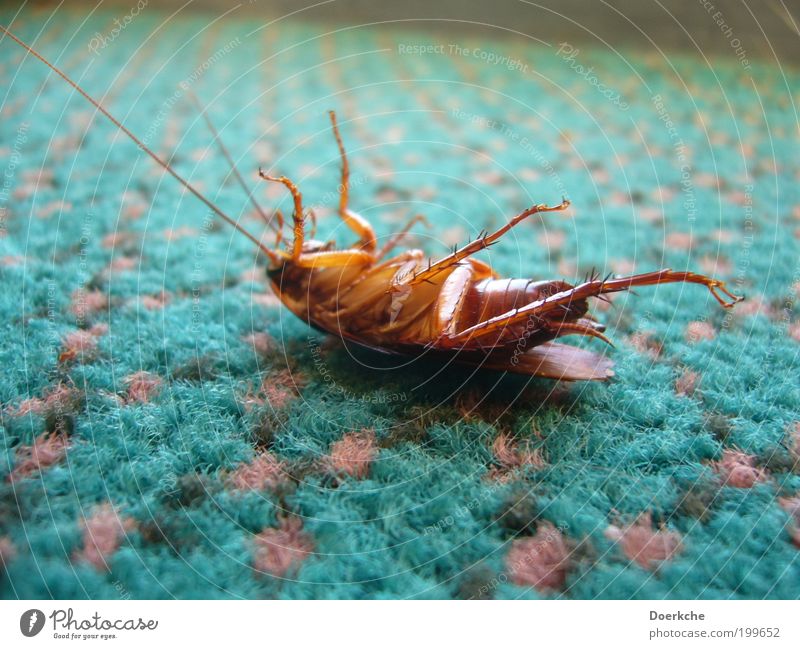 Faulpelz Totes Tier Wanze 1 Teppich Punktmuster Ekel Farbfoto Innenaufnahme Tierporträt Insekt Gemeine Küchenschabe Schädlingsbekämpfung Schädlinge Ende Tod