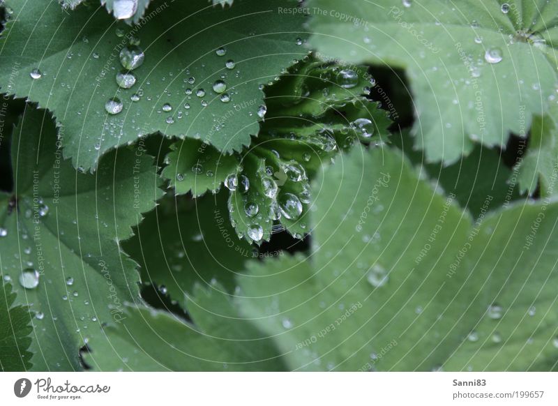 Lotuseffekt Natur Wassertropfen Frühling Wetter Regen Pflanze Blatt Grünpflanze Garten ästhetisch glänzend nass natürlich grün Farbfoto Außenaufnahme