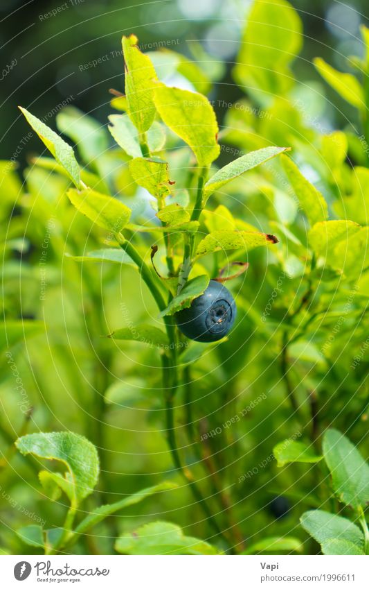 Wilde Blaubeere im Wald auf dem Busch Frucht Ernährung Vegetarische Ernährung Sommer Natur Pflanze Frühling Sträucher Blatt Grünpflanze Wildpflanze Garten Wiese