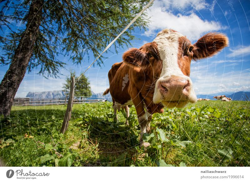 glückliche Kuh auf der Almwiese Sommer Landwirt Landwirtschaft Forstwirtschaft Umwelt Natur Landschaft Pflanze Tier Gras Wiese Feld Alpen Berge u. Gebirge