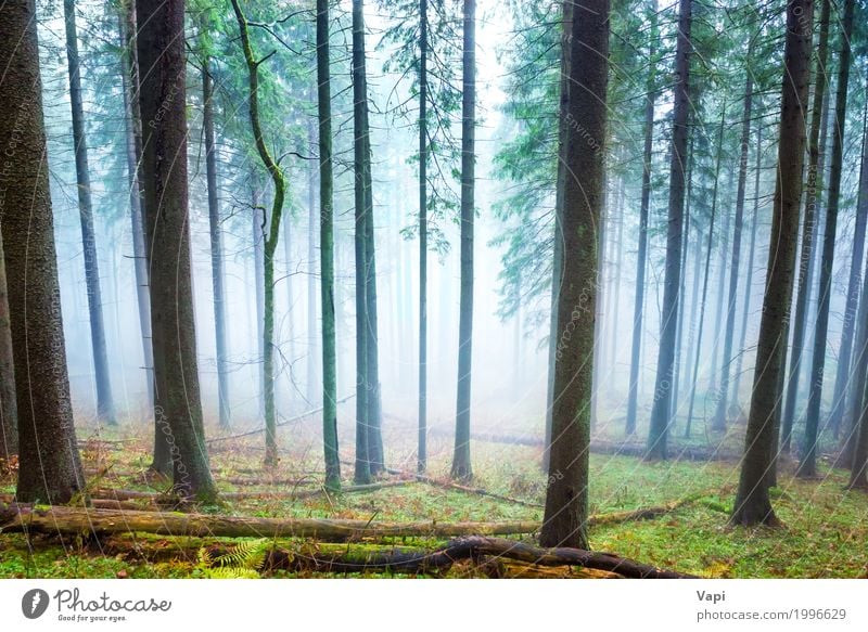 Mysteriöser Nebel im hellgrünen Wald Tourismus Ausflug Abenteuer Sommer wandern Umwelt Natur Landschaft Pflanze Sonnenlicht Frühling Herbst Wetter Regen Baum