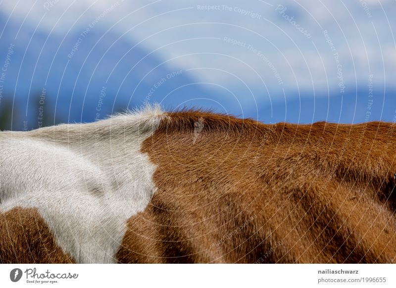 Kuhrückenlandschaft Sommer Umwelt Natur Landschaft Hügel Alpen Berge u. Gebirge Gipfel Tier Nutztier Fell Rücken 1 Herd & Backofen außergewöhnlich einfach