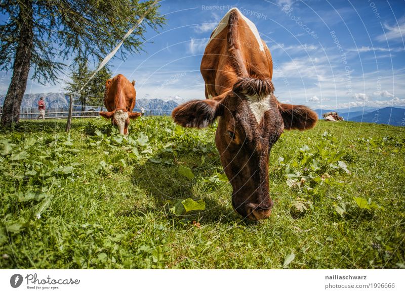 Kühe in Alpen Sommer Landwirtschaft Forstwirtschaft Umwelt Natur Landschaft Feld Hügel Berge u. Gebirge Tier Nutztier Kuh Herde Herd & Backofen Erholung Fressen