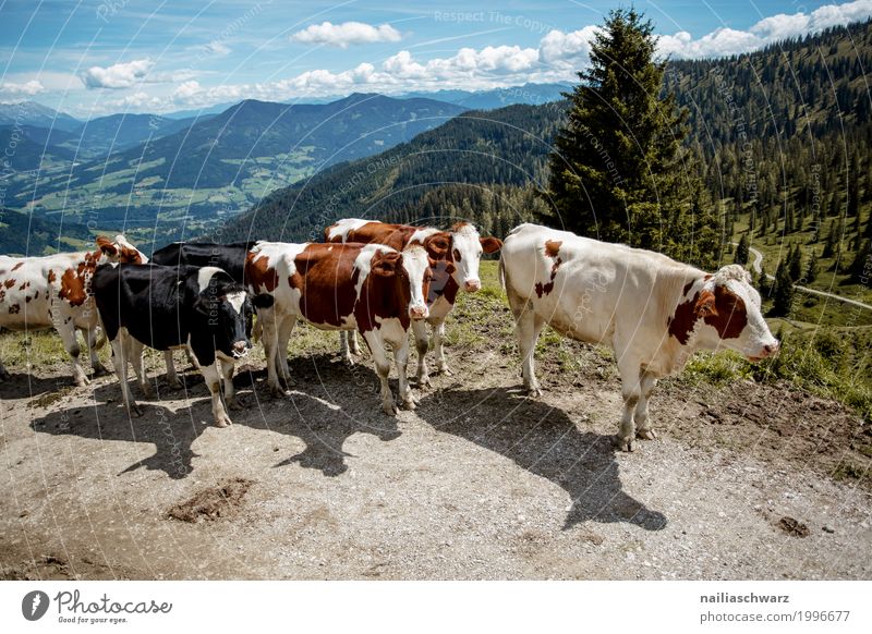 Kühe in Alpen Sommer Landwirtschaft Forstwirtschaft Feld Hügel Berge u. Gebirge Tier Nutztier Kuh Tiergruppe Herde laufen wandern Gesundheit Zusammensein Glück