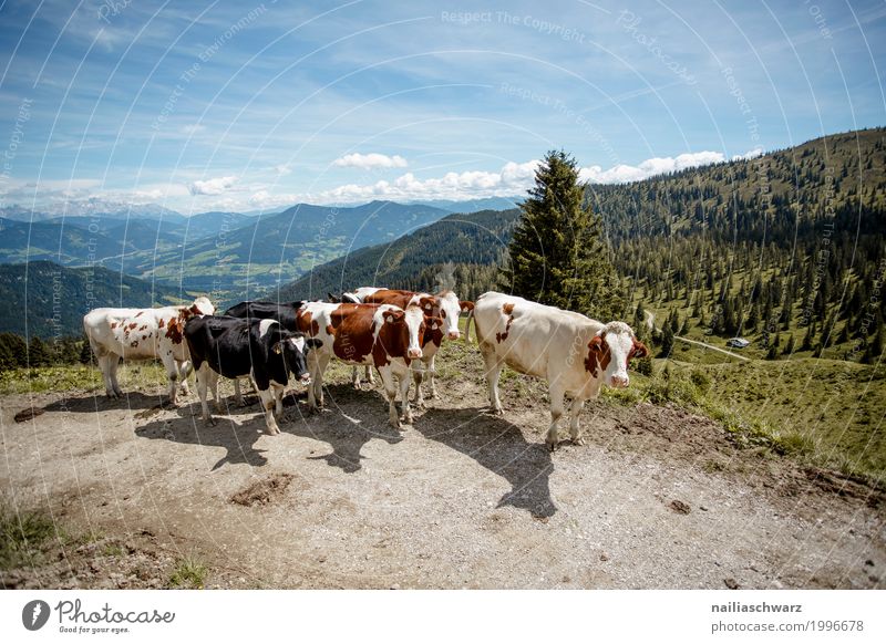 Blick auf die Litzlalm mit von Österreich Photocase Foto Stock Kuh in lizenzfreies - ein
