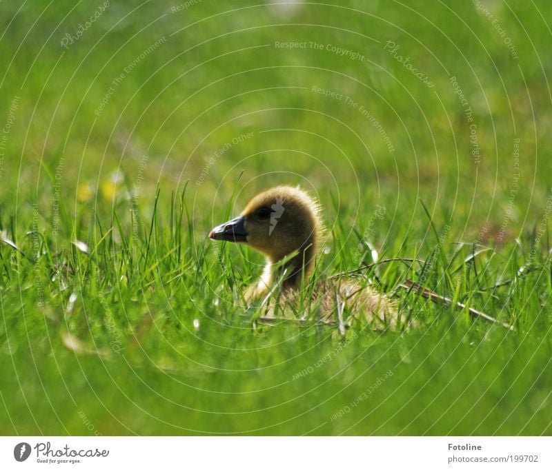Siesta Umwelt Natur Landschaft Pflanze Tier Frühling Klima Wetter Schönes Wetter Wärme Gras Park Wiese Seeufer Vogel Tierjunges frei hell weich liegen ruhen