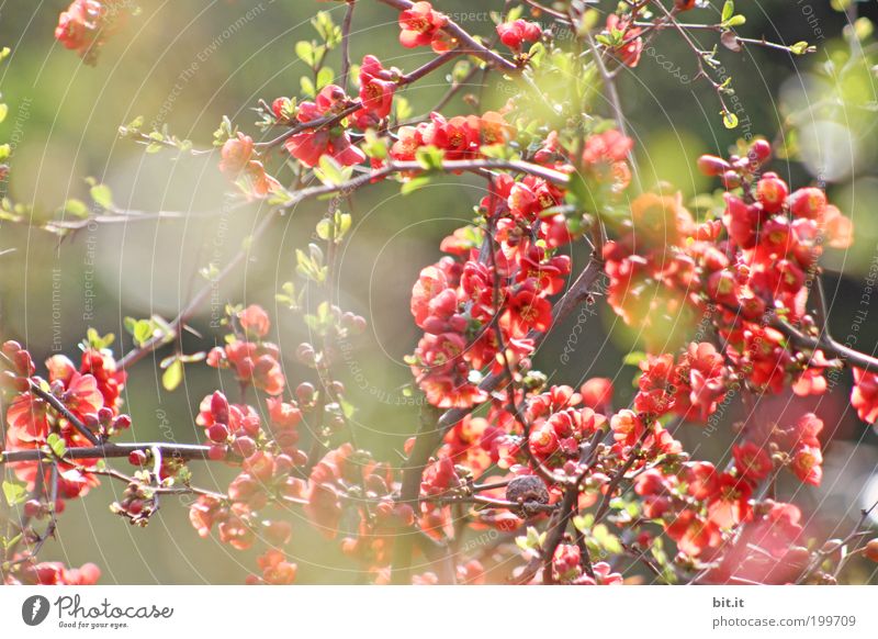 Lichtspiel bei Luise [LUsertreffen 04|10] Frühling Sommer Pflanze Sträucher Blüte exotisch Garten Park Blühend Freude Lebensfreude Frühlingsgefühle Kirschblüten