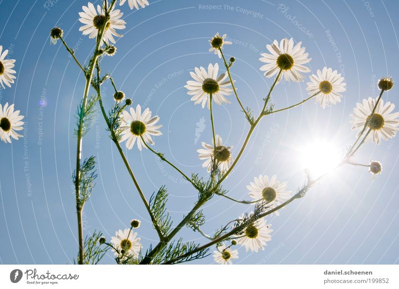 blauweißer Wunschtraum Pflanze Wolkenloser Himmel Sonnenlicht Sommer Schönes Wetter Blume Blüte Nutzpflanze Duft hell Gesundheit Kamille Kamillenblüten