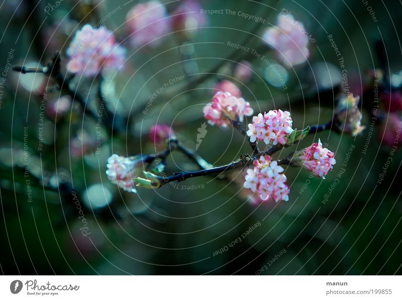 Duftschneeball Wohlgefühl Valentinstag Gärtnerei Natur Frühling Winter Pflanze Baum Sträucher Blüte Garten Blühend elegant frisch schön grün rosa