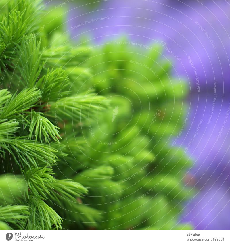 NaturFarben Pflanze Frühling Baum Tanne Tannennadel leuchten Wachstum Fröhlichkeit frisch natürlich schön grün violett Frühlingsgefühle Naturliebe Trendfarben