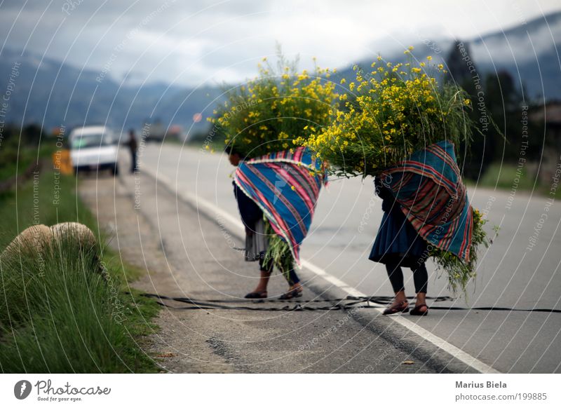 anstrengender Muttertag... Natur Nebel Blume Blüte Grünpflanze Gipfel La Paz Fußgänger Fell Arbeit & Erwerbstätigkeit tragen Farbfoto Ethnomuster Tuch Rucksack