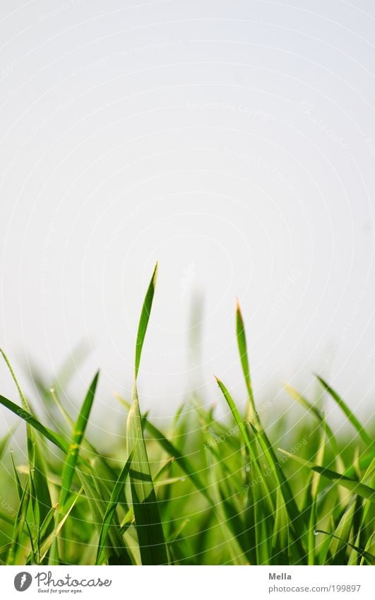 Ich hör das Gras wachsen Umwelt Natur Pflanze Himmel Frühling Sommer Halm Wachstum nah natürlich unten grün Farbfoto mehrfarbig Außenaufnahme Nahaufnahme