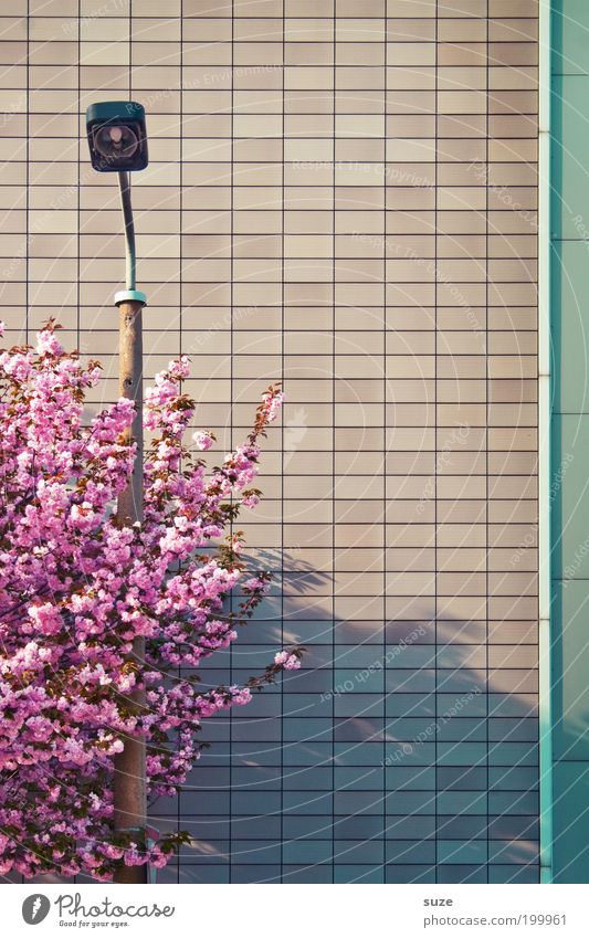 Umarmung schön Umwelt Natur Pflanze Frühling Baum Sträucher Blüte Fassade Blühend Wachstum ästhetisch Freundlichkeit rosa Frühlingsgefühle Vorfreude Ordnung Ast