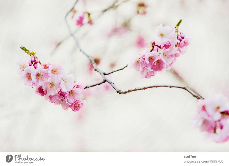 Japanische Kirschblüte Pflanze Frühling Baum Blüte außergewöhnlich schön Wärme Blühend Zierkirsche Japanischer Garten Kirschblüten zart rosa harmonisch Wellness
