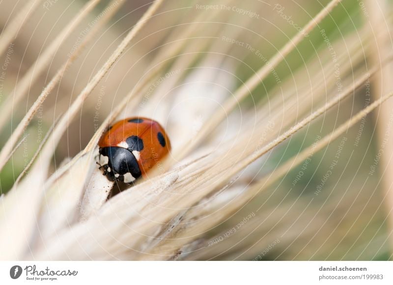 aus der Serie "wilde Tiere" Natur Sommer Gras Nutztier Käfer 1 rot Glück Marienkäfer Tierporträt Glücksbringer Punkt