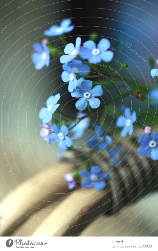 Frühling lässt sein blaues Band... Natur Pflanze Sommer Blume Vergißmeinnicht Unschärfe Blüte Korb zart Stimmung Farbfoto Außenaufnahme Freundschaft