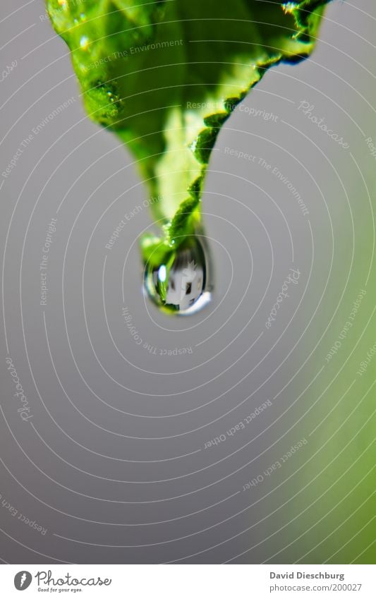 Hausfasade im Tropfen Leben ruhig Natur Pflanze Wassertropfen Frühling Sommer Blatt Grünpflanze grau grün glänzend rund Farbfoto Nahaufnahme Detailaufnahme