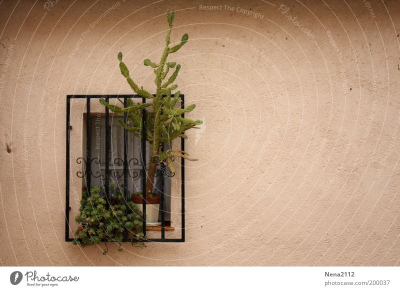 Freiheitssüchtig... Fenster Gitter Fensterbrett Fenstersims Pflanze Blumentopf Kaktus Süden südländisch Spanien Südfrankreich Italien Fassade Garten Sicherheit