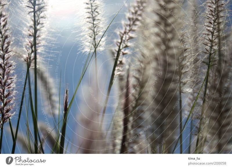 der sonne entgegen II Natur Sonne Frühling Sommer Schönes Wetter Gras Sträucher schön Außenaufnahme Menschenleer Textfreiraum rechts Tag Lichterscheinung