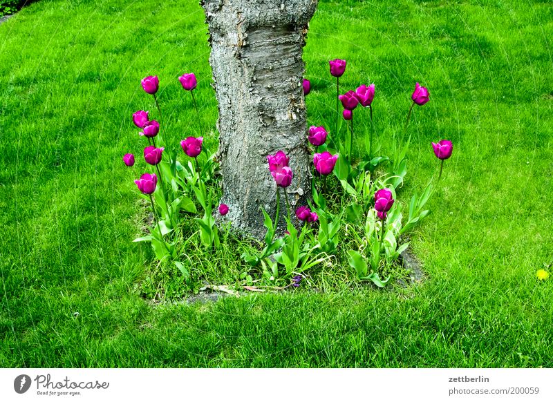 Tulpen Garten Gärtner Gartenarbeit Schrebergarten Kleingartenkolonie laubenpieper Erholung Erholungsgebiet Blume Pflanze Schmuck Dekoration & Verzierung